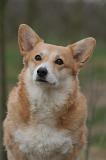 CORGI PEMBROKE 1479